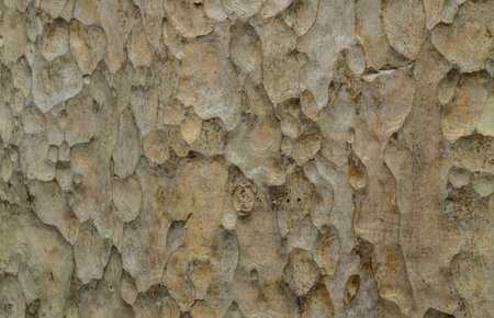 Grunge old tree bark brown wood texture. Natural forest pattern background. Copy space.の写真素材
