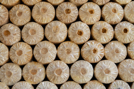Mushroom spawn packing in plastic bag, natural organic mushrooms farm for sale in rural Thailand. Wallpaper, mushroom concept.の写真素材
