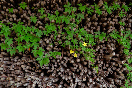 A type of vine with small yellow flowers on firewood outdoor background. Woodpile texture, wallpaper...