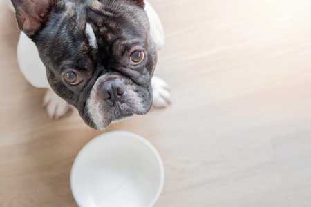 A black and white French bulldog is sitting on the floor, next to an empty bowl. The dog is waiting for feeding. Top view. Selective focus.の写真素材