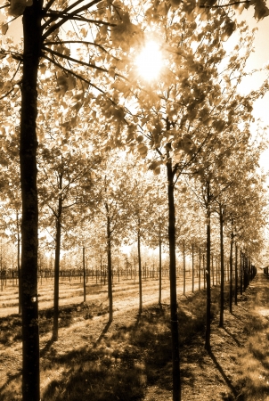 light of trees in a tree nursery - sepiaの写真素材
