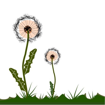 colorful stylized dandelions on white backgroundのイラスト素材
