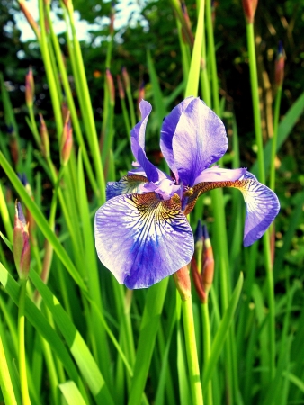 recording a beautiful lily in a garden pond