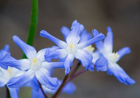 picture from small Lovely blooms in white and blueの写真素材