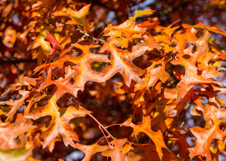 oak leafs in autumn colors
