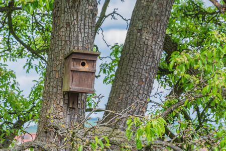 wooden birds house in evening light