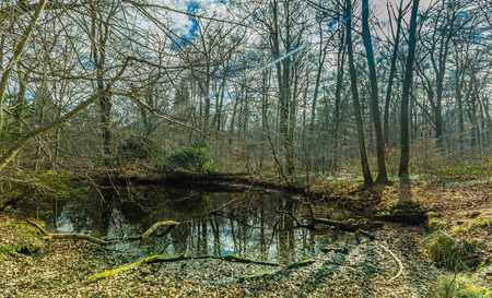 winter is over - impression of a sunny day at a small pondの写真素材