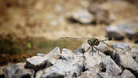 Dragonfly on the rockの素材