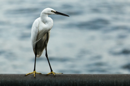 Egret standing alone at the riversideの素材