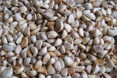 Garlic is fragrant spicesの写真素材