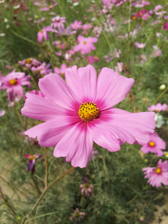 Flower in pinkの素材