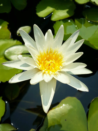 Lotus in poolの素材