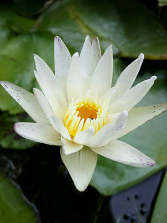 The Lotusの素材