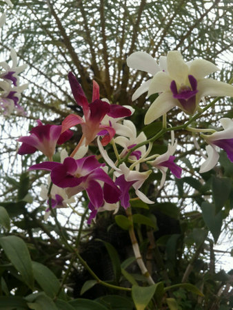 THE ORCHIDの素材