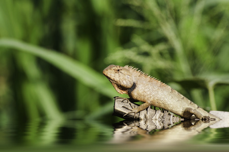 Gila was climbing on the treeの写真素材