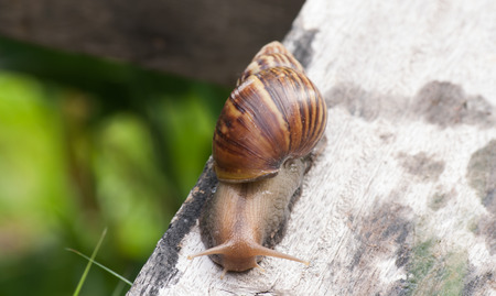 Snail in timber.の写真素材