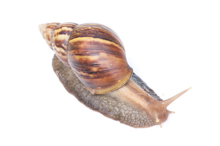 Snails and white background. blur.の写真素材
