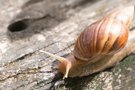 Snail in timber.の写真素材
