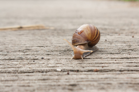 Snail crawling slowly on the concrete floor.の写真素材