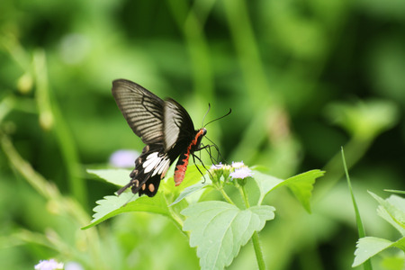 Butterflies fly to the island on a flower.