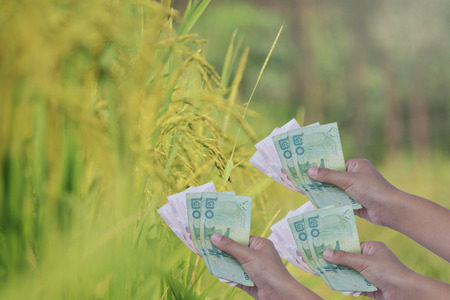 Cash on hand as a backdrop, rice fields, rice trading.の写真素材