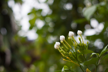 Gerdenia Crape Jasmine macro flower, Tabernaemontana pandacaqui Lam.の写真素材