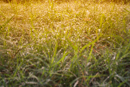 Blurred background of green grass Bokeh morning dew, warm yellow color filters.の写真素材