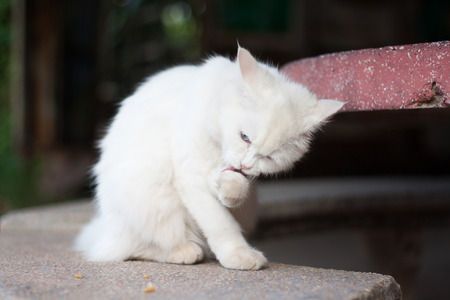 The cat is lick its fur so clean. White cat.の写真素材