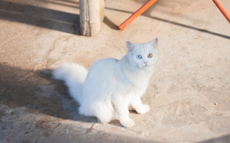 Cat's eyes are looking. White cat.の写真素材
