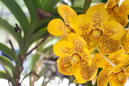 Yellow orchid natural beautyの写真素材