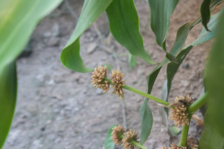 Ornamental plants Bunch of Dracaenaの写真素材