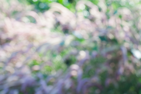 Blurred grass rose colored backgroundの写真素材