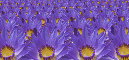 abstract background. Purple lotus blossom.の写真素材