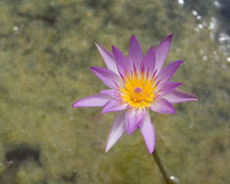 Alone, purple lotus in full bloom.の写真素材