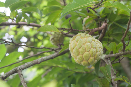 Fresh fruit, custard apple trees on it.の写真素材