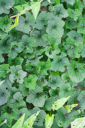 Abstract Backgrounds leaf green nature.の写真素材