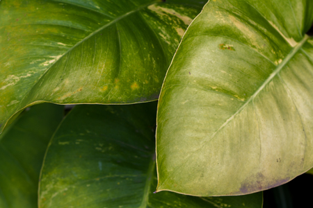 Abstract Backgrounds green leaves.の写真素材