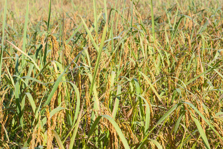 Rice in the fields, the productivity of farmers. Yellow rice awaiting harvest.の写真素材