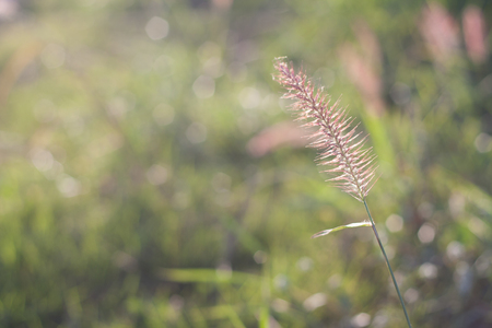 Mission grass or Feature Pennisetum beside the road. fountain grass on nature background.の写真素材