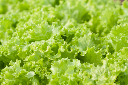 abstract Background green leafy vegetables, lettuce. organic vegetable.の写真素材