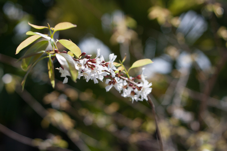 Soft shoots of flowering leaves bloom. Beautiful natural.の写真素材