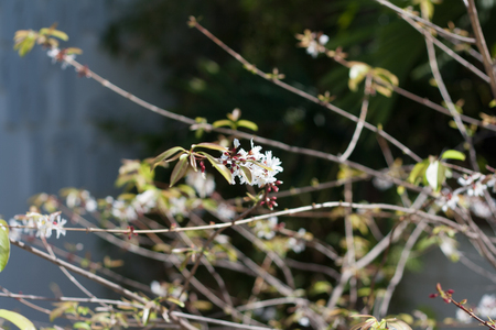 Soft shoots of flowering leaves bloom. Beautiful natural.の写真素材