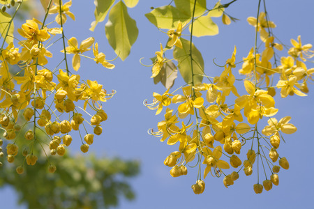 Cassia Fistula, yellow flower Clear sky backgroundの写真素材