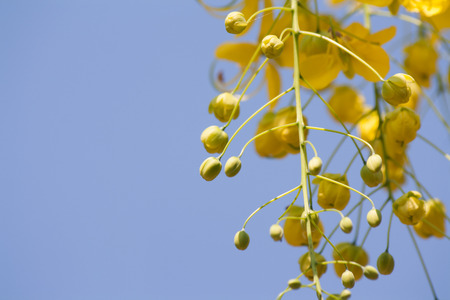 Yellow flowers, clear sky backgroundの写真素材