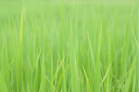 Green rice fields in Thailand.の写真素材