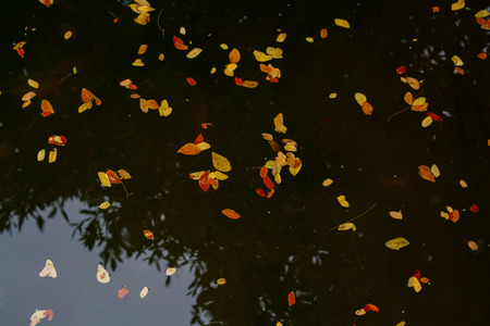 abstract background leaves floating on the surface yellow-orange color, Reflection on the surface.の写真素材