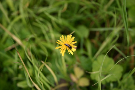 small yellow meadow flower with an insect