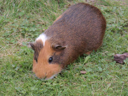 free range brown house guinea pig in a meadowの写真素材