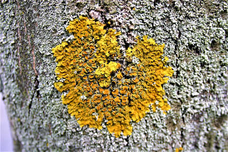 yellow lichen and moss on the bark of a treeの写真素材