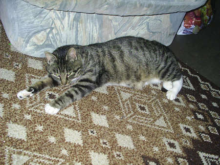 Domestic cat, gray tabby cat with white paws lying on a Tappichの写真素材